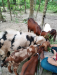 তোতা পুরি ছাগল